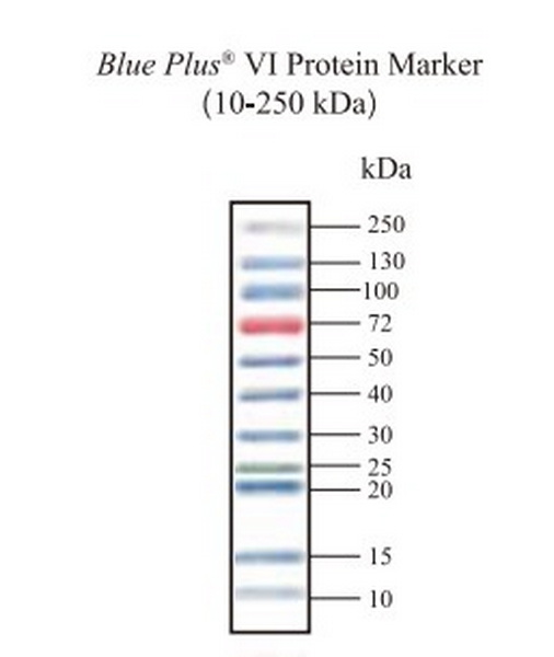 Маркеры молекулярной массы белков Blue Plus VI, окрашенные, 10 - 250 кДа, 10х250 мкл