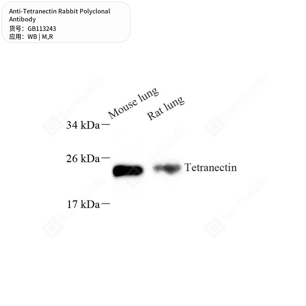 Антитела первичные, поликлональные кролика к Tetranectin крысы, мыши, 100 мкл