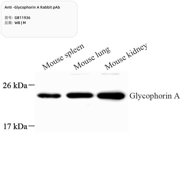 Антитела первичные, поликлональные, Glycophorin A, 100 мкл