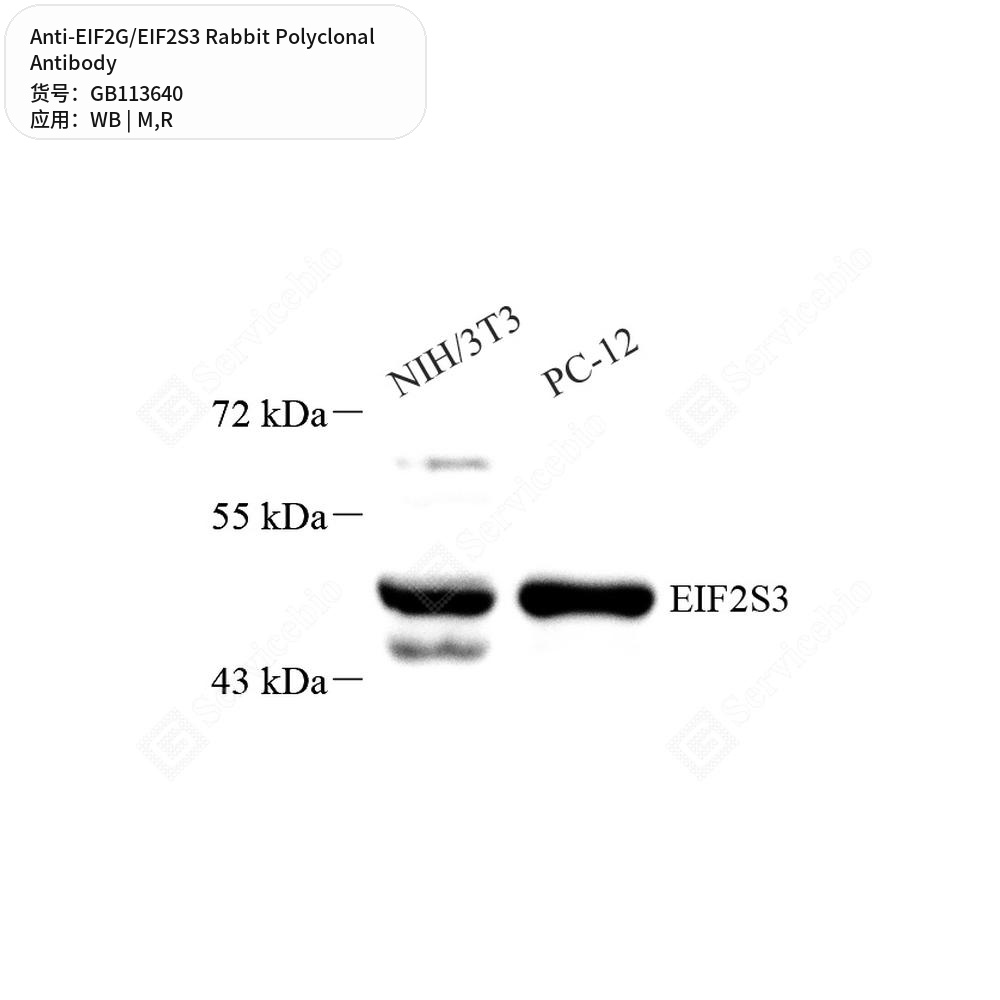 Антитела первичные, поликлональные кролика к EIF2G/EIF2S3 крысы, мыши, 100 мкл