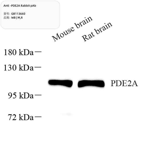 Антитела первичные, поликлональные, PDE2A, 100 мкл