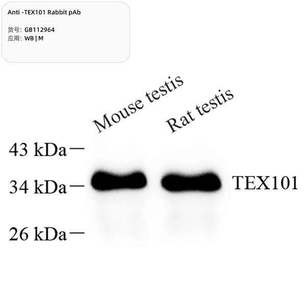 Антитела первичные, поликлональные, TEX101, 100 мкл