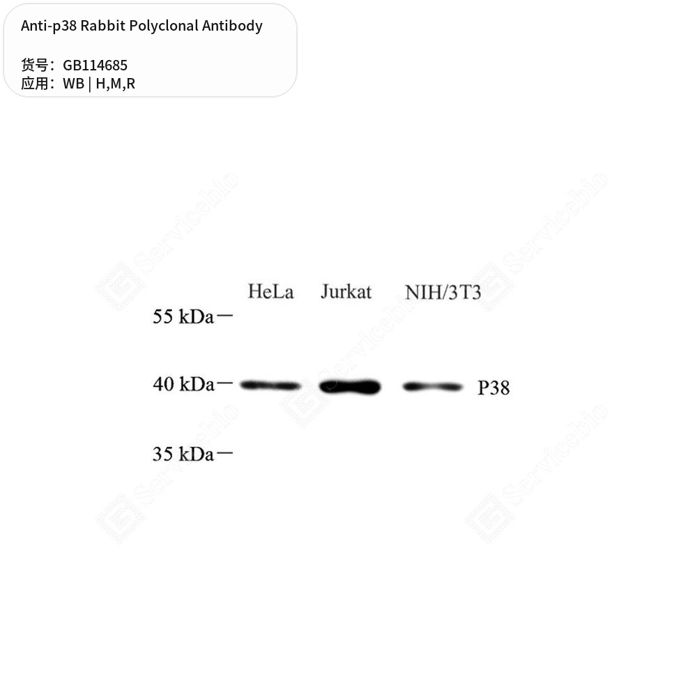 Антитела первичные, поликлональные кролика к p38 крысы, мыши, человека, 100 мкл