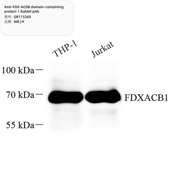 Антитела первичные, поликлональные, FDX-ACDB domain-containing protein 1, 100 мкл