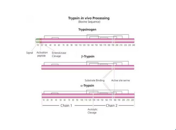 Трипсин из поджелудочной железы крупного рогатого скота, CAS 9002-07-7, 100 мкг
