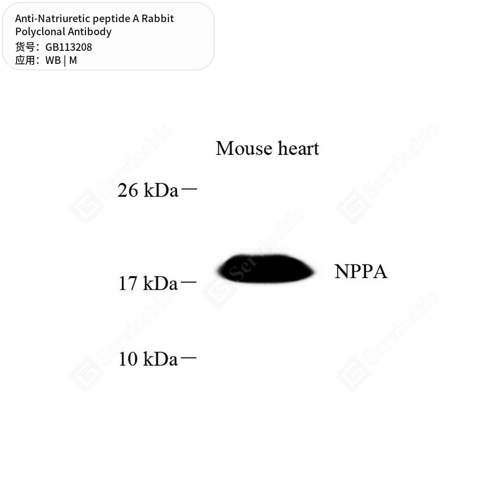 Антитела первичные, поликлональные кролика к Natriuretic peptide A мыши, 100 мкл