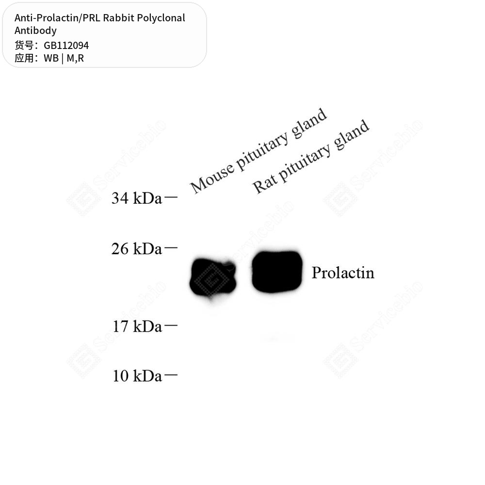 Антитела первичные, поликлональные кролика к Prolactin/PRL крысы, мыши, 100 мкл