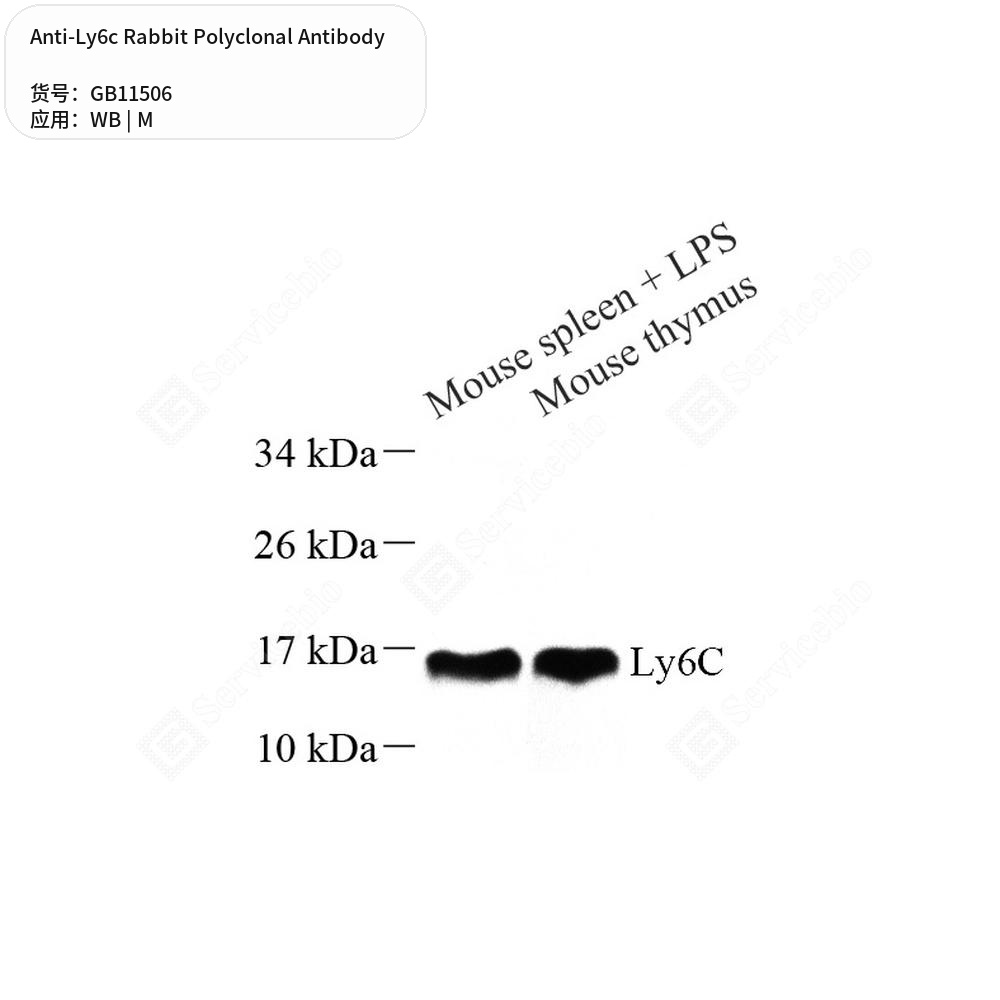 Антитела первичные, поликлональные кролика к Ly6c мыши, 50 мкл