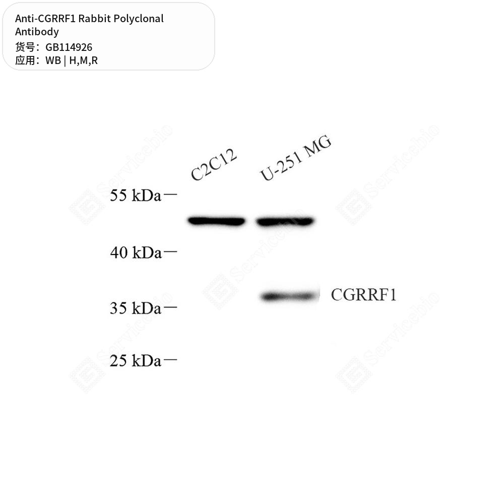 Антитела первичные, поликлональные кролика к CGRRF1 крысы, мыши, человека, 50 мкл