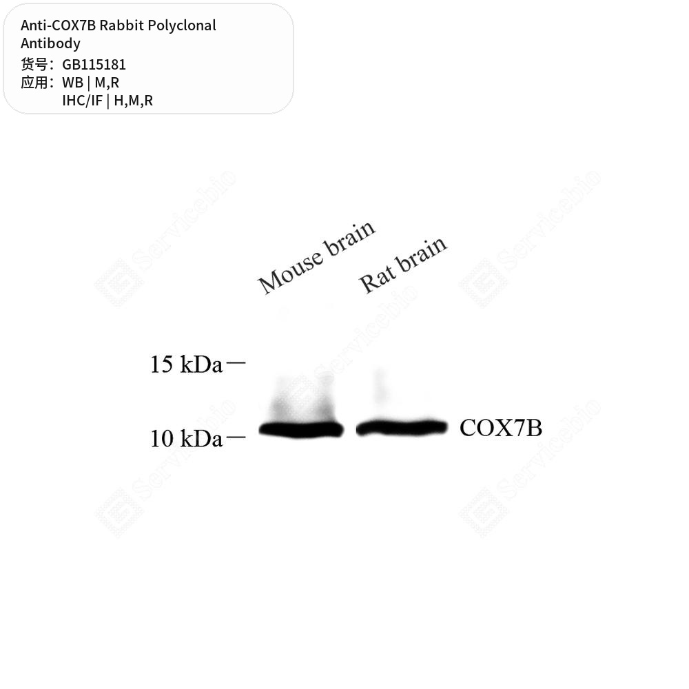 Антитела первичные, поликлональные кролика к COX7B крысы, мыши, человека, 50 мкл