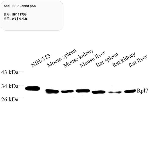 Антитела первичные, поликлональные, RPL7, 100 мкл