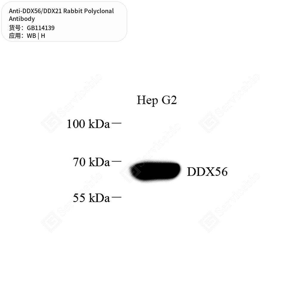 Антитела первичные, поликлональные кролика к DDX56/DDX21 человека, 50 мкл