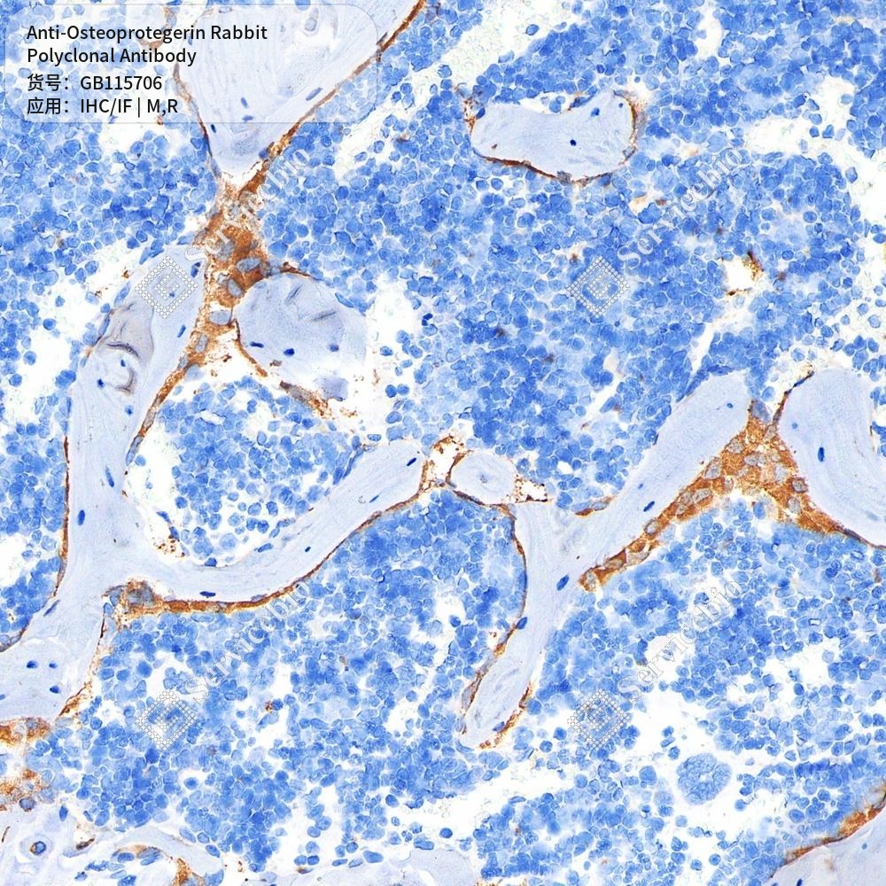 Антитела первичные, поликлональные кролика к Osteoprotegerin крысы, мыши, 50 мкл