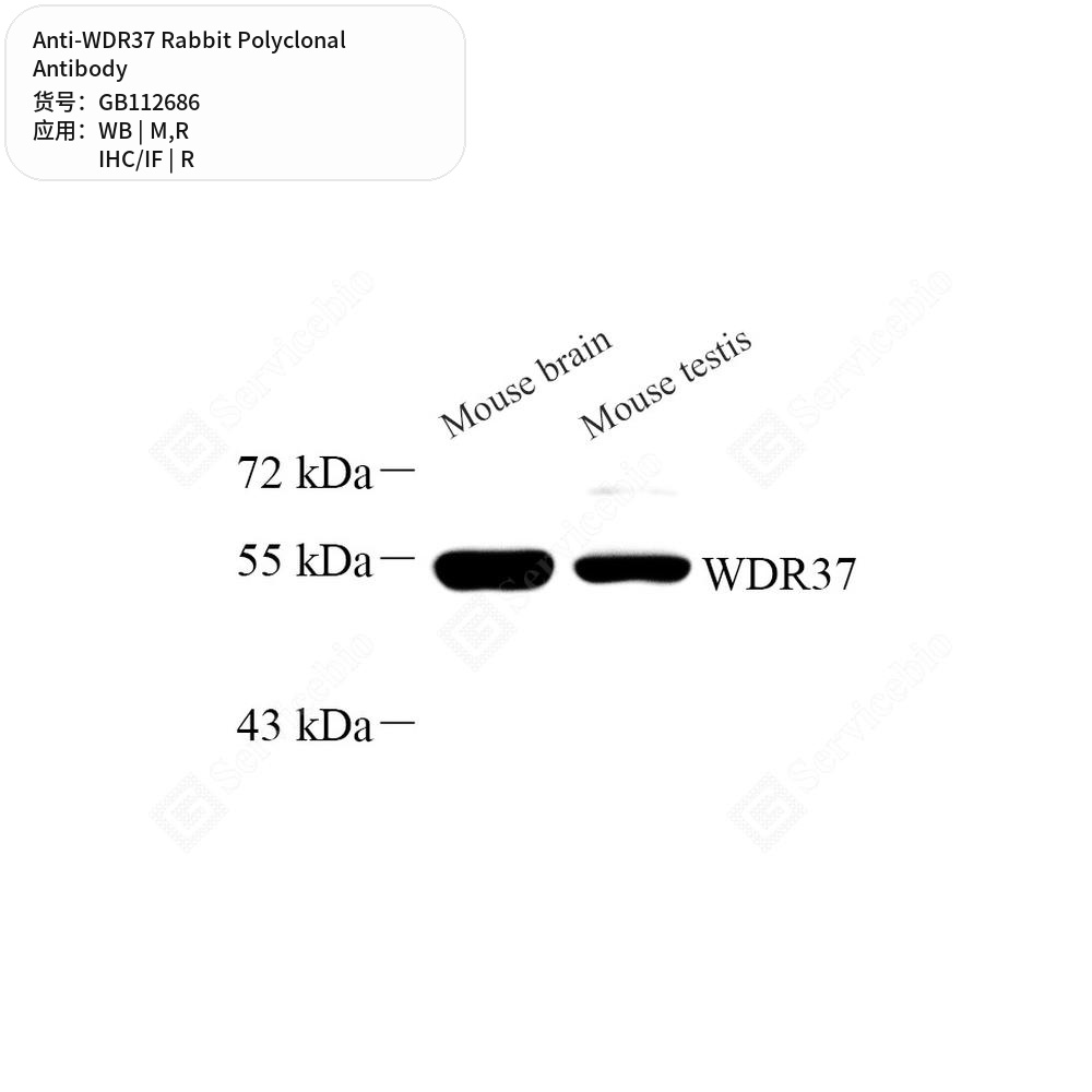 Антитела первичные, поликлональные кролика к WDR37 крысы, мыши, 100 мкл