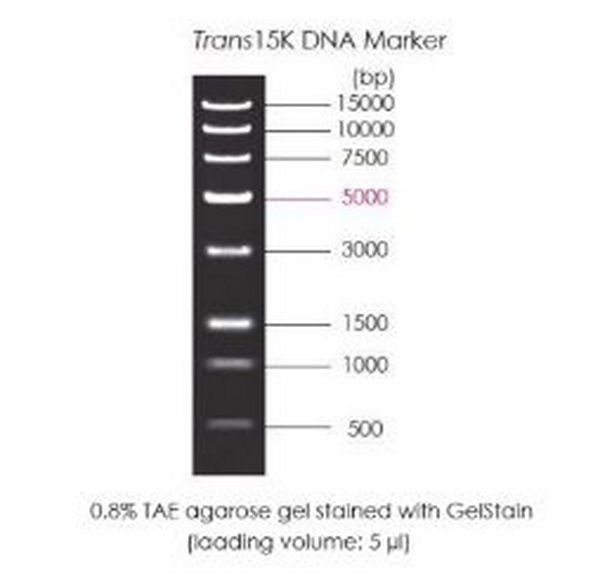 Маркеры молекулярной массы ДНК, 500-15000 п.о, Trans15K DNA Marker, готовые использ., 5 x 500 мкл