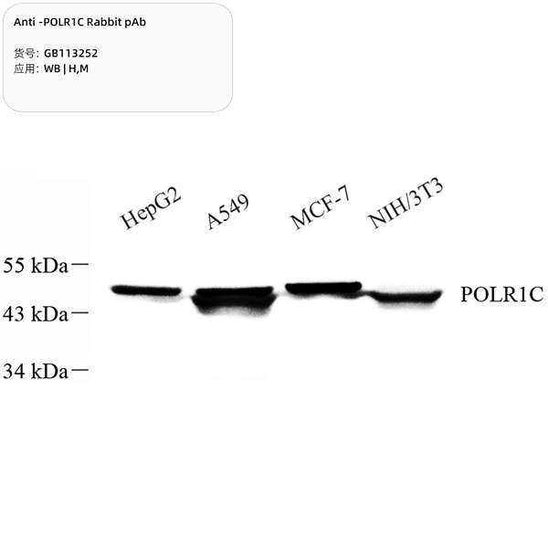 Антитела первичные, поликлональные, POLR1C, 100 мкл