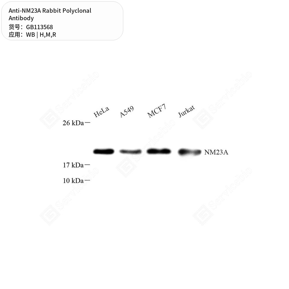 Антитела первичные, поликлональные кролика к NM23A крысы, мыши, человека, 100 мкл