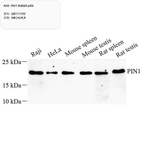 Антитела первичные, поликлональные, Pin1, 100 мкл