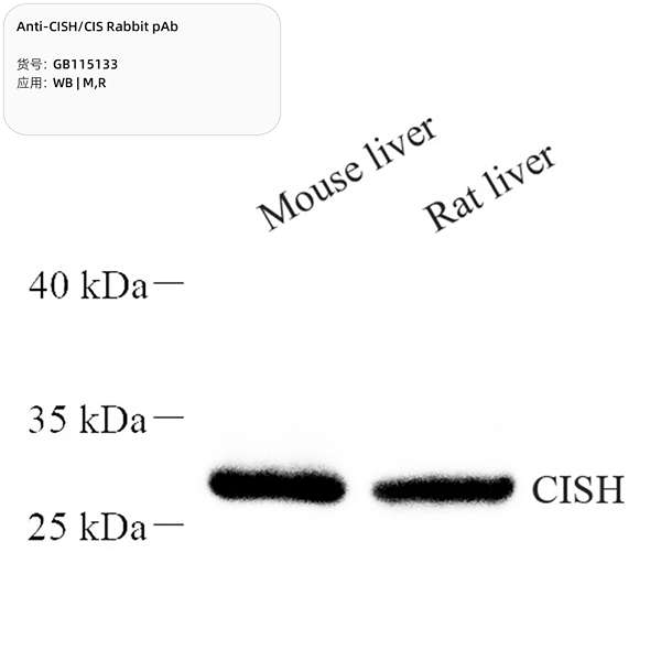 Антитела первичные, поликлональные, CISH/CIS, 100 мкл