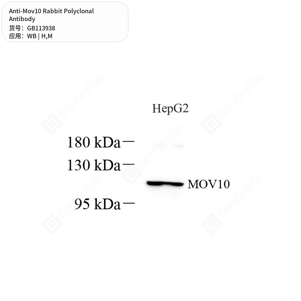 Антитела первичные, поликлональные кролика к Mov10 мыши, человека, 50 мкл