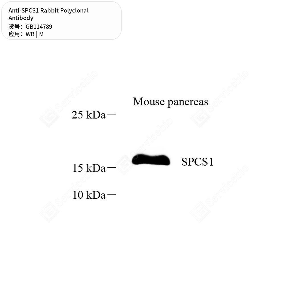 Антитела первичные, поликлональные кролика к SPCS1 мыши, 100 мкл