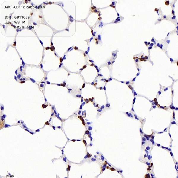 Антитела первичные, поликлональные CD11c, 100 мкл