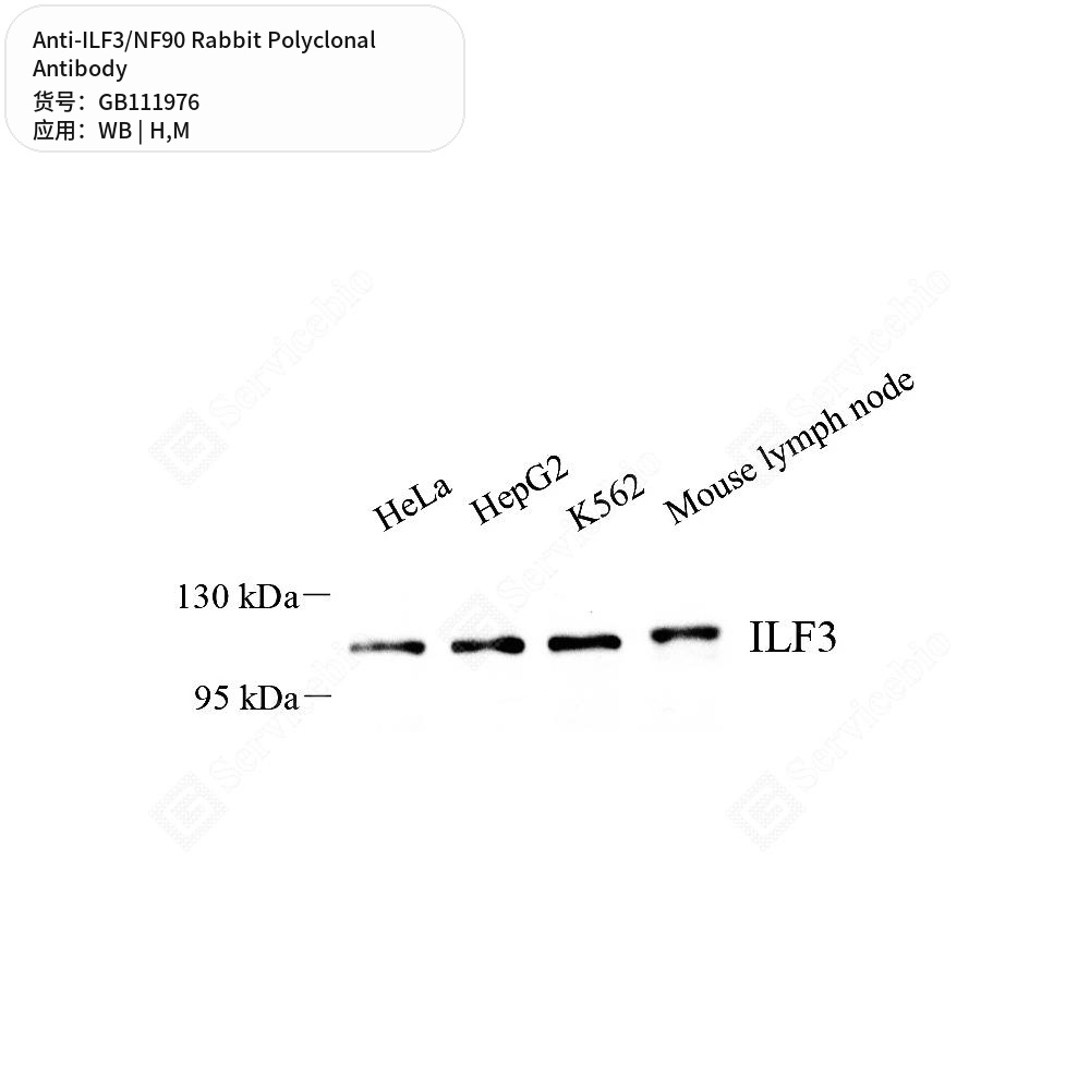 Антитела первичные, поликлональные кролика к ILF3/NF90 мыши, человека, 100 мкл