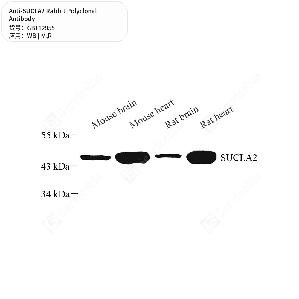 Антитела первичные, поликлональные кролика к SUCLA2 крысы, мыши, 50 мкл