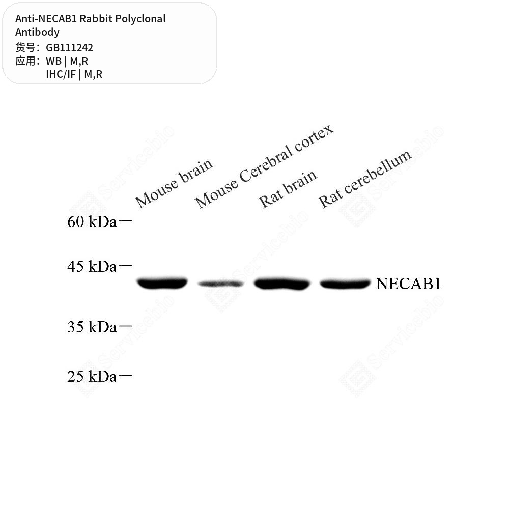 Антитела первичные, поликлональные кролика к NECAB1 крысы, мыши, 100 мкл