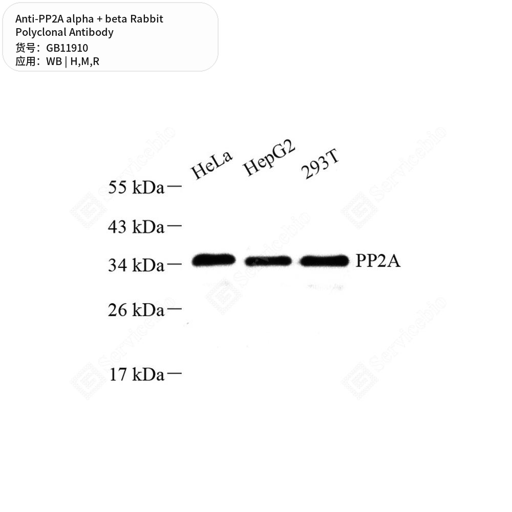 Антитела первичные, поликлональные кролика к PP2A alpha + beta крысы, мыши, человека, 50 мкл