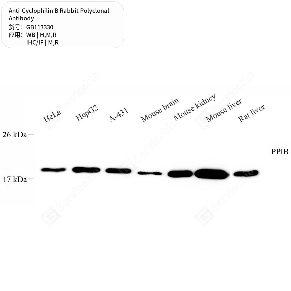 Антитела первичные, поликлональные кролика к Cyclophilin B крысы, мыши, человека, 50 мкл