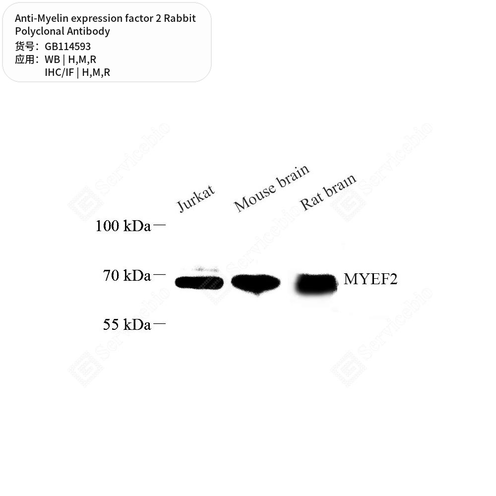 Антитела первичные, поликл. кролика к Myelin expression factor 2 крысы, мыши, человека, 50 мкл
