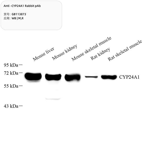 Антитела первичные, поликлональные, CYP24A1, 100 мкл