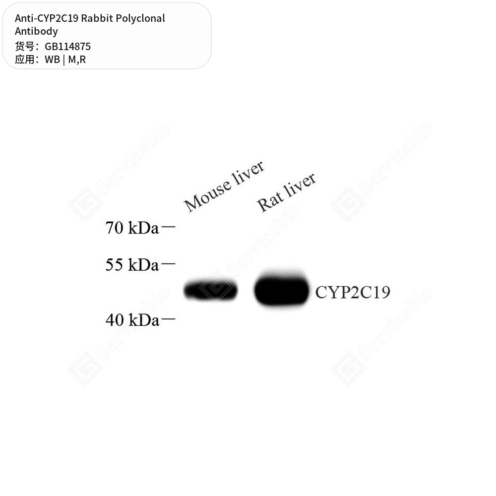 Антитела первичные, поликлональные кролика к CYP2C19 крысы, мыши, 50 мкл