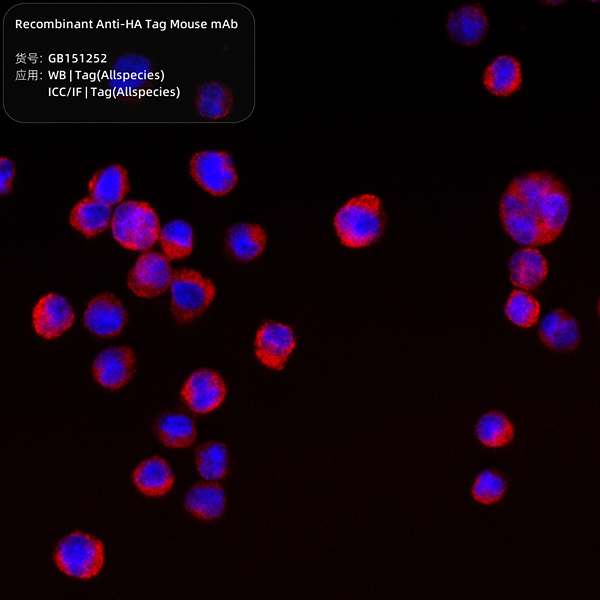 Антитела первичные, моноклональные HA Tag, рекомбинантные, 100 мкл