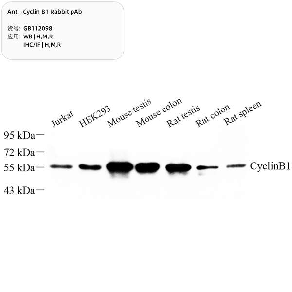 Антитела первичные, поликлональные, Cyclin B1, 100 мкл