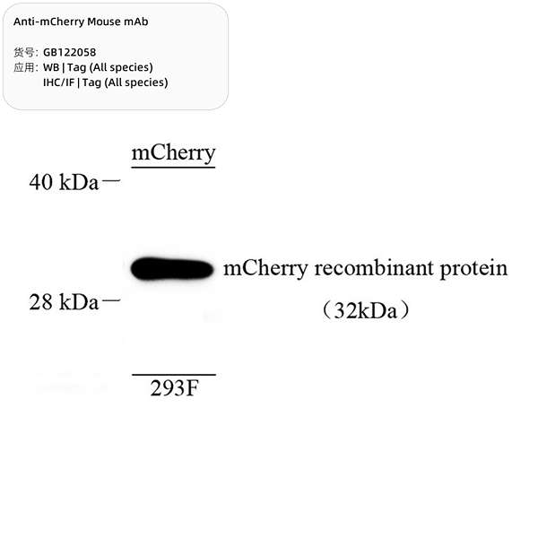 Антитела первичные, моноклональные, mCherry, 100 мкл