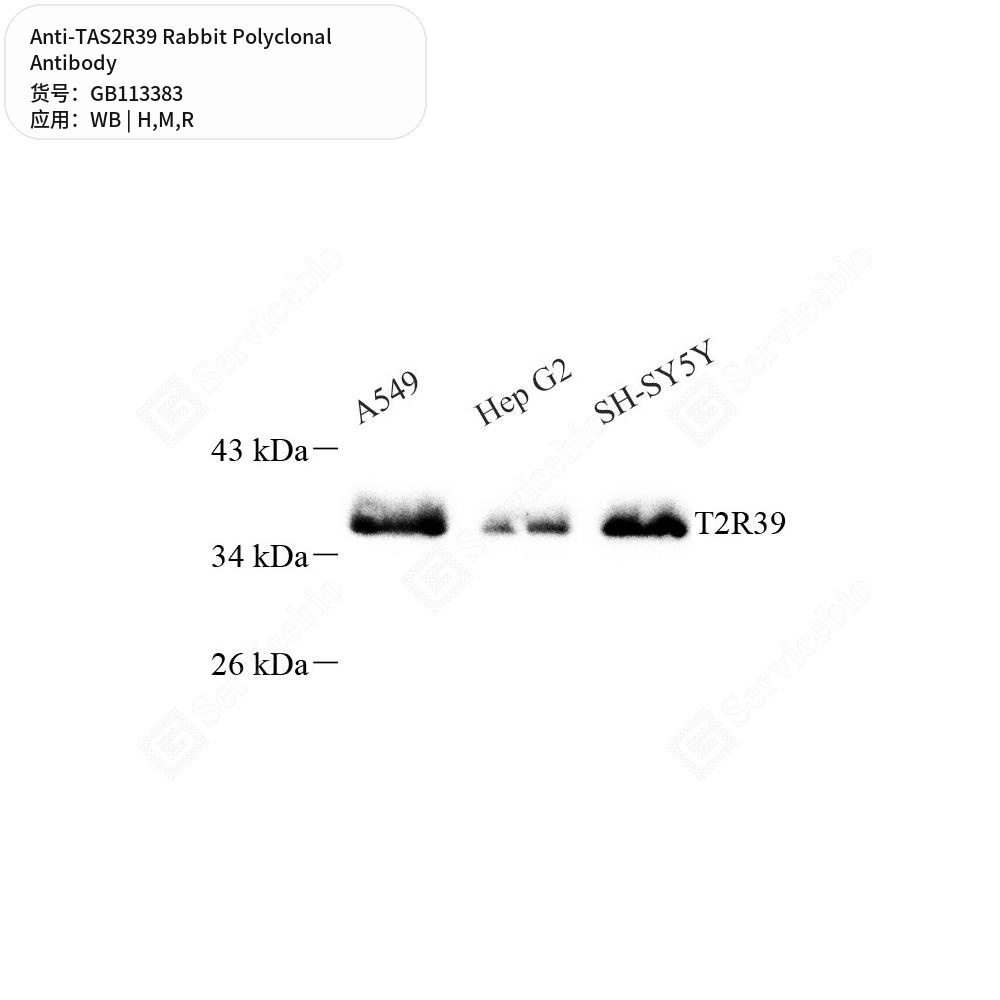 Антитела первичные, поликлональные кролика к TAS2R39 крысы, мыши, человека, 100 мкл