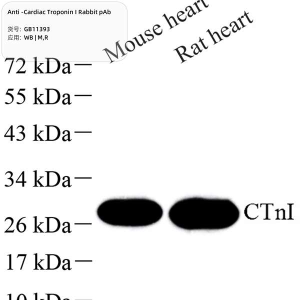 Антитела первичные, поликлональные, Cardiac Troponin I, 100 мкл