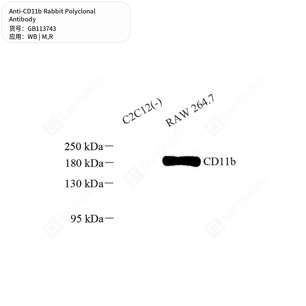 Антитела первичные, поликлональные кролика к CD11b крысы, мыши, 100 мкл