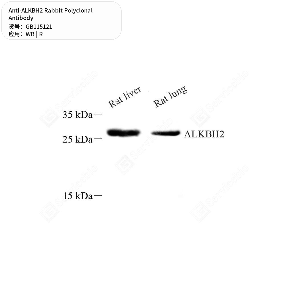 Антитела первичные, поликлональные кролика к ALKBH2 крысы, 100 мкл