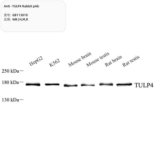 Антитела первичные, поликлональные, TULP4, 100 мкл