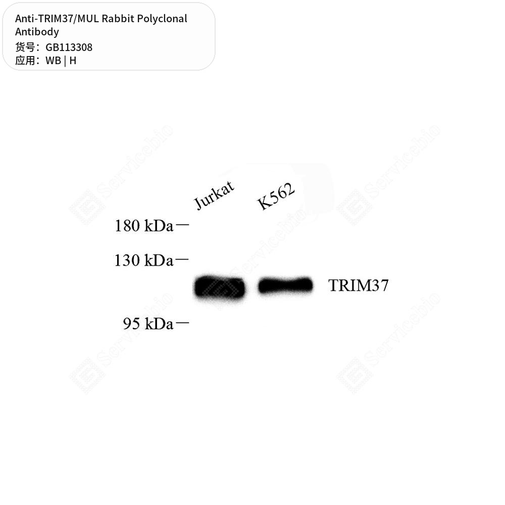 Антитела первичные, поликлональные кролика к TRIM37/MUL человека, 50 мкл