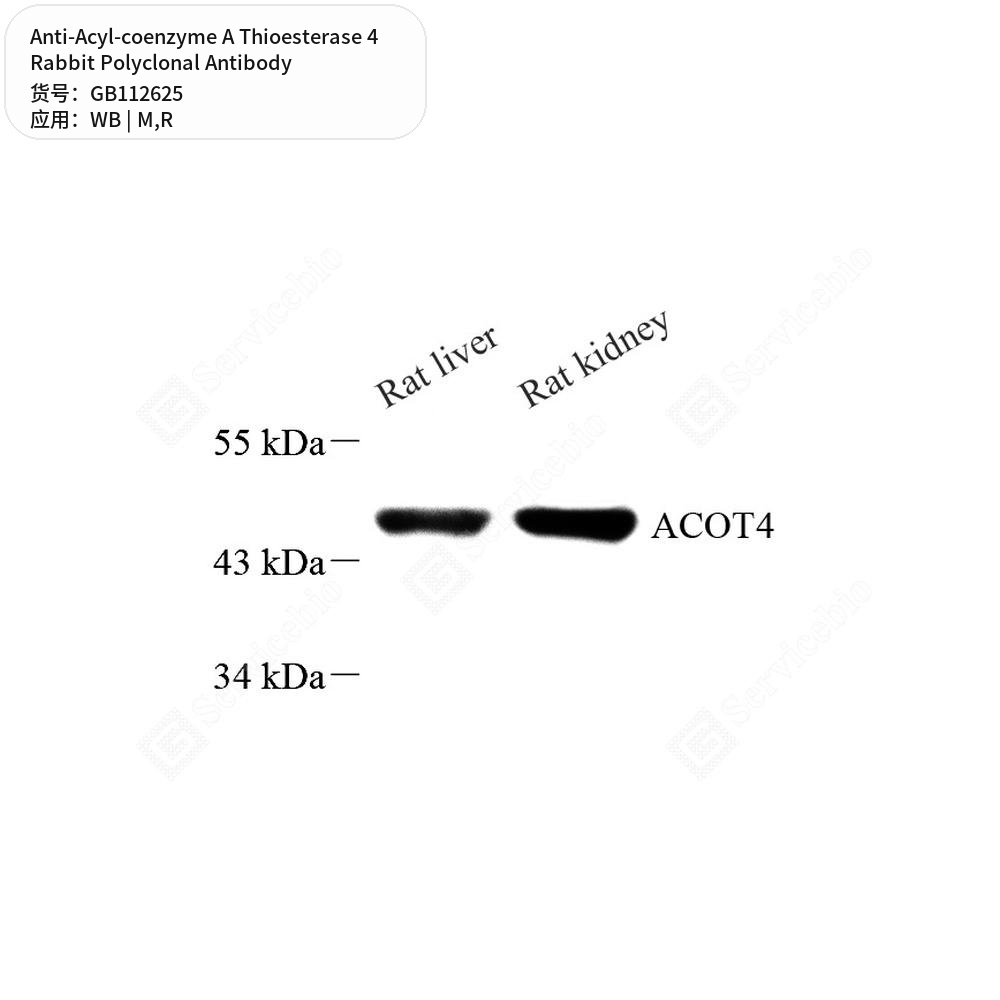 Антитела первичные, поликлональные кролика к Acyl-coenzyme A Thioesterase 4 крысы, мыши, 100 мкл