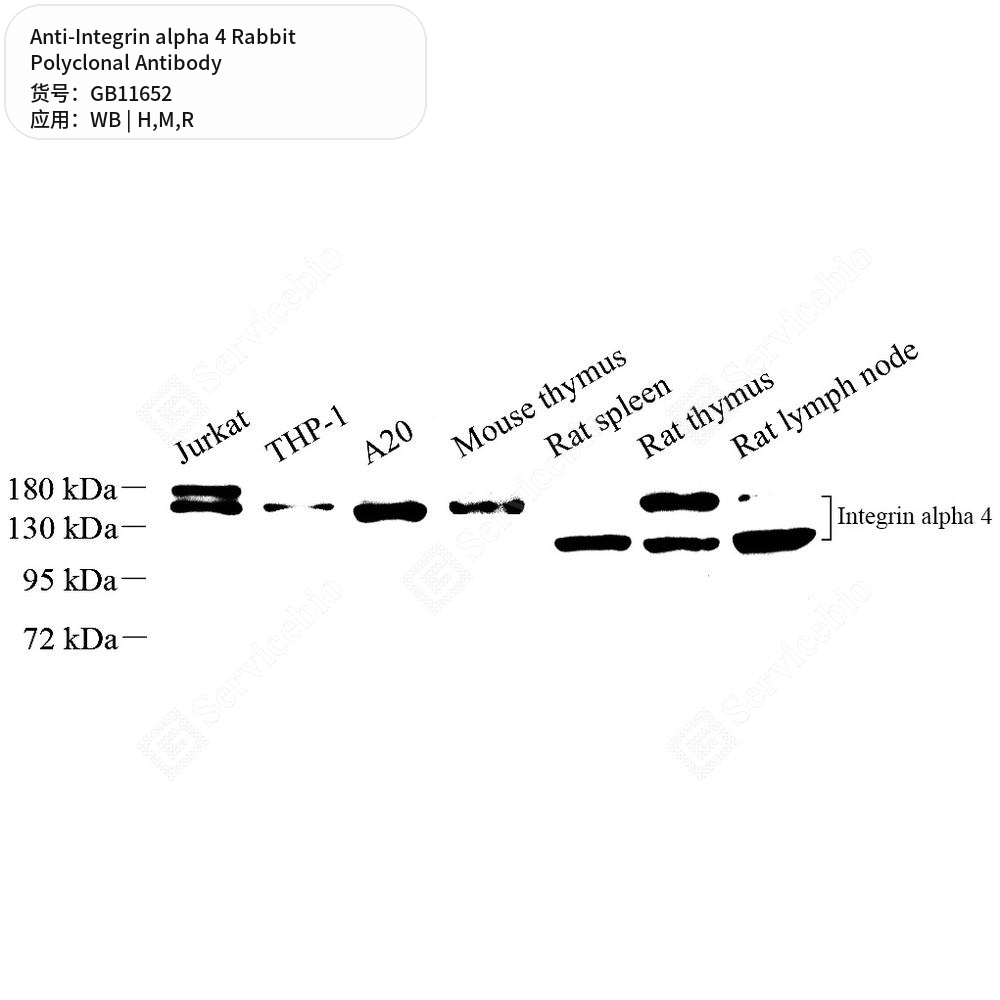 Антитела первичные, поликлональные кролика к Integrin alpha 4 крысы, мыши, человека, 50 мкл