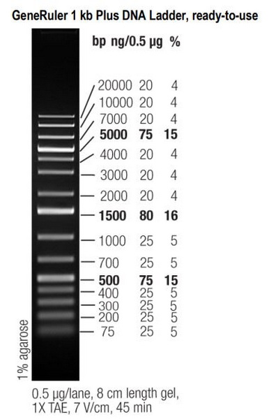 Маркеры мол. массы ДНК, 75-20000 п.о., GeneRuler 1 kb Plus DNA, гот. к исп. (15 фр.), 50 мкг