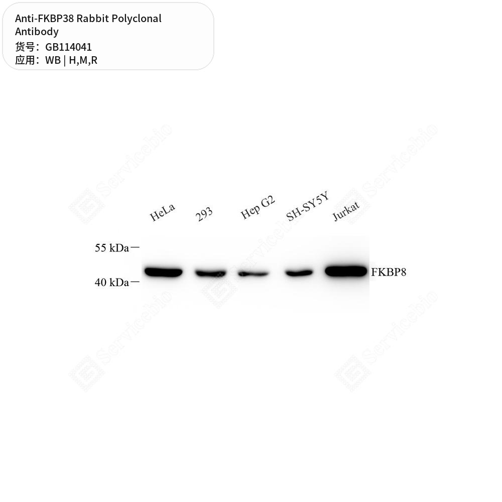Антитела первичные, поликлональные кролика к FKBP38 крысы, мыши, человека, 100 мкл