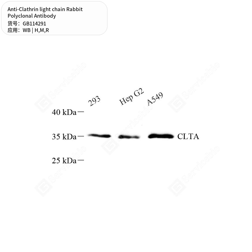Антитела первичные, поликлональные кролика к Clathrin light chain крысы, мыши, человека, 100 мкл