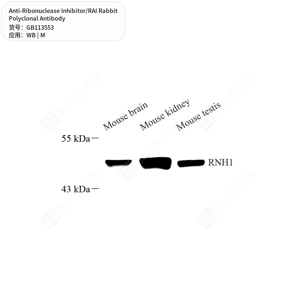 Антитела первичные, поликлональные кролика к Ribonuclease Inhibitor/RAI мыши, 50 мкл