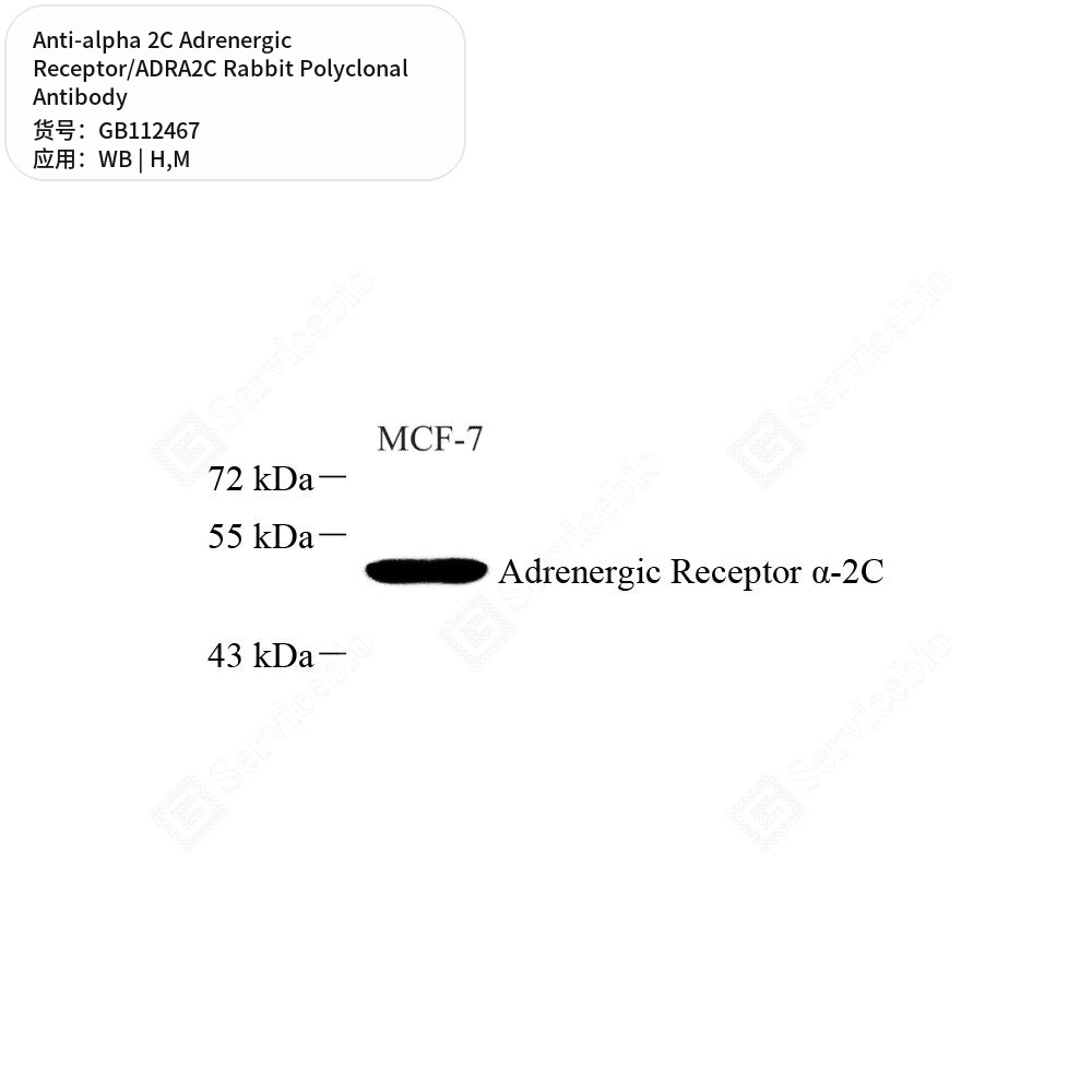 Антитела первичные, поликл. кролика к alpha 2C Adrenergic Receptor/ADRA2C мыши, человека, 100 мкл